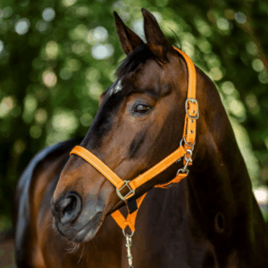 Cameo Fieldsafe Headcollar