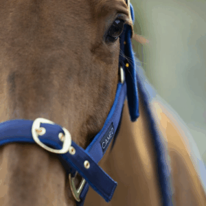 Cameo Suede Padded Headcollar