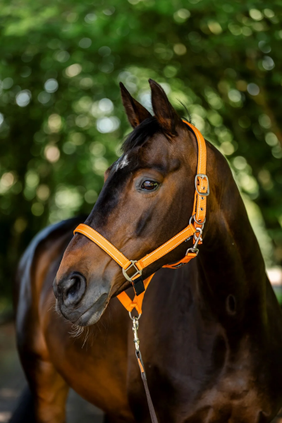 Cameo Fieldsafe Headcollar