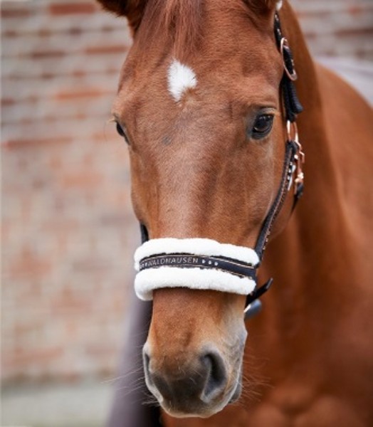 Waldhausen Elegant Halter - Image 3