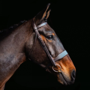 Cameo Hunt Bridle 2 Browbands